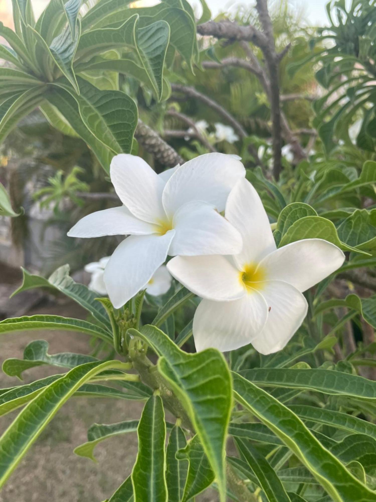 Villa Caraibes Sainte-Luce Bagian luar foto